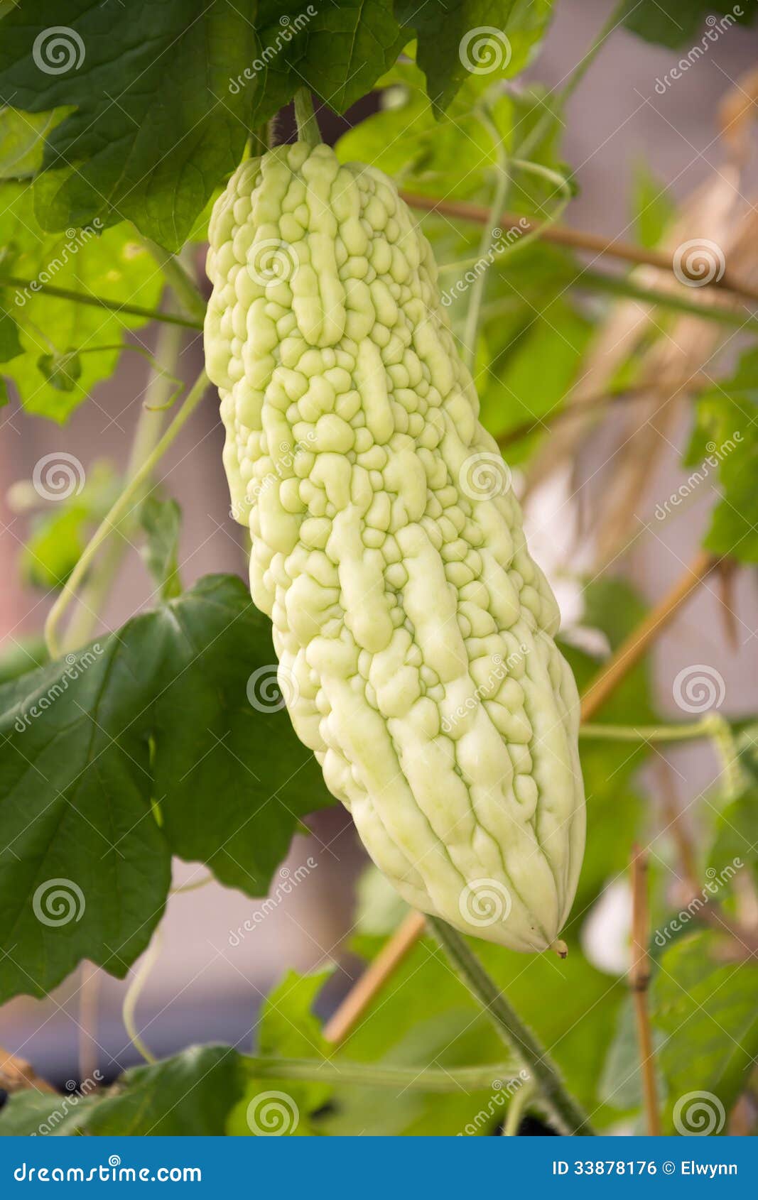 Melón amargo foto de archivo. Imagen de vegetariano, verano 33878176