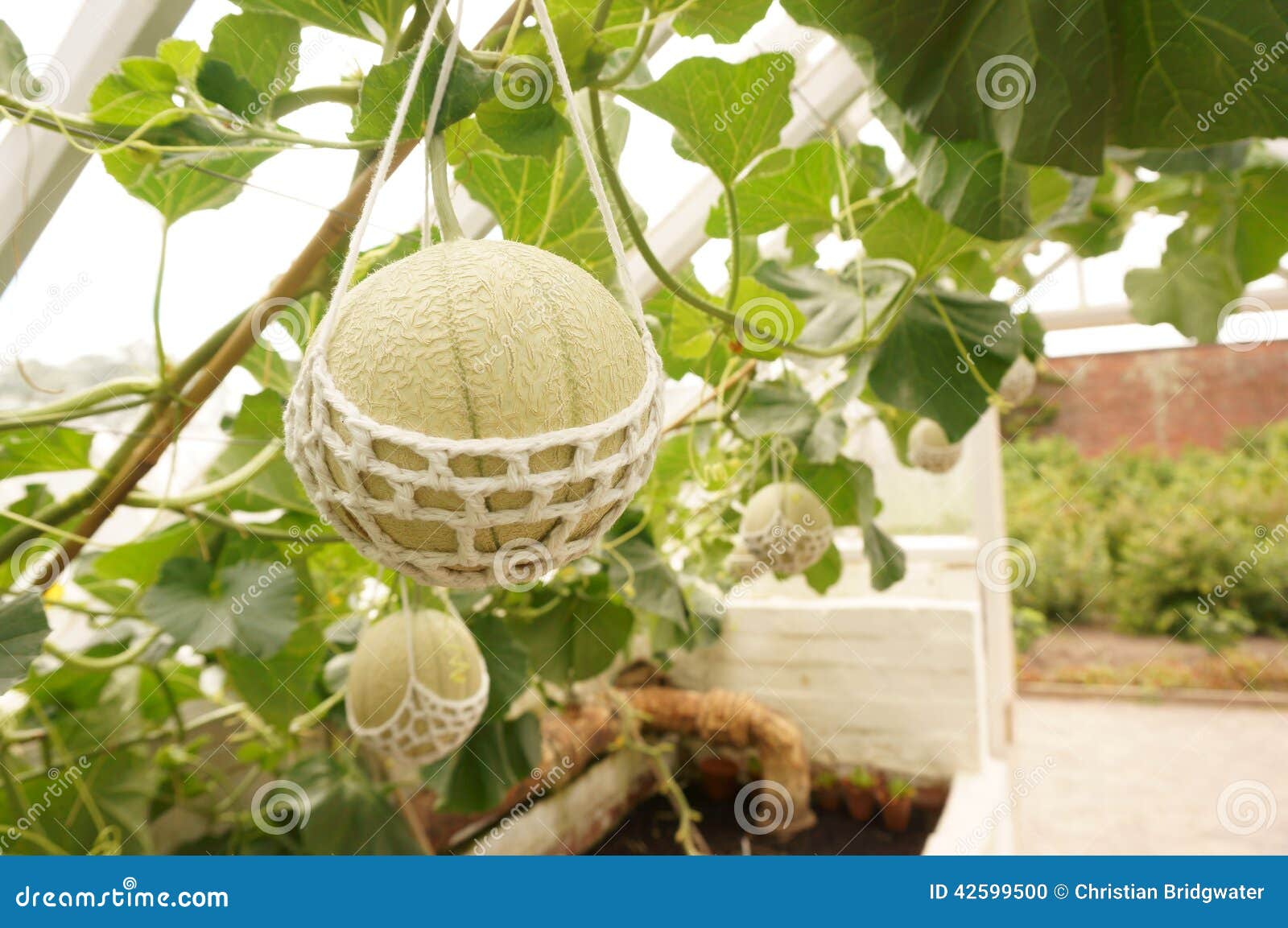 Melón en el invernadero B foto de archivo. Imagen de crezca 42599500