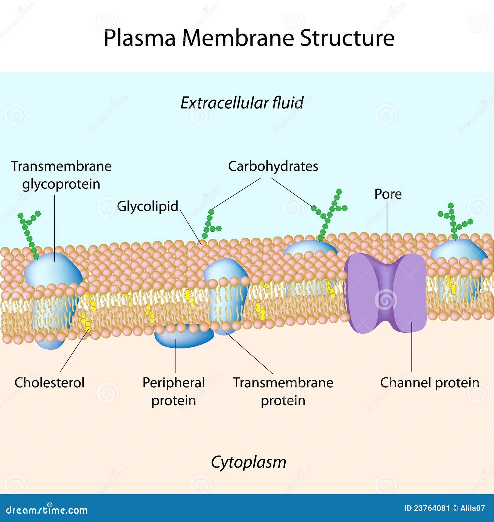 Membrana de plasma ilustración del vector. Ilustración de colesterol -  23764081