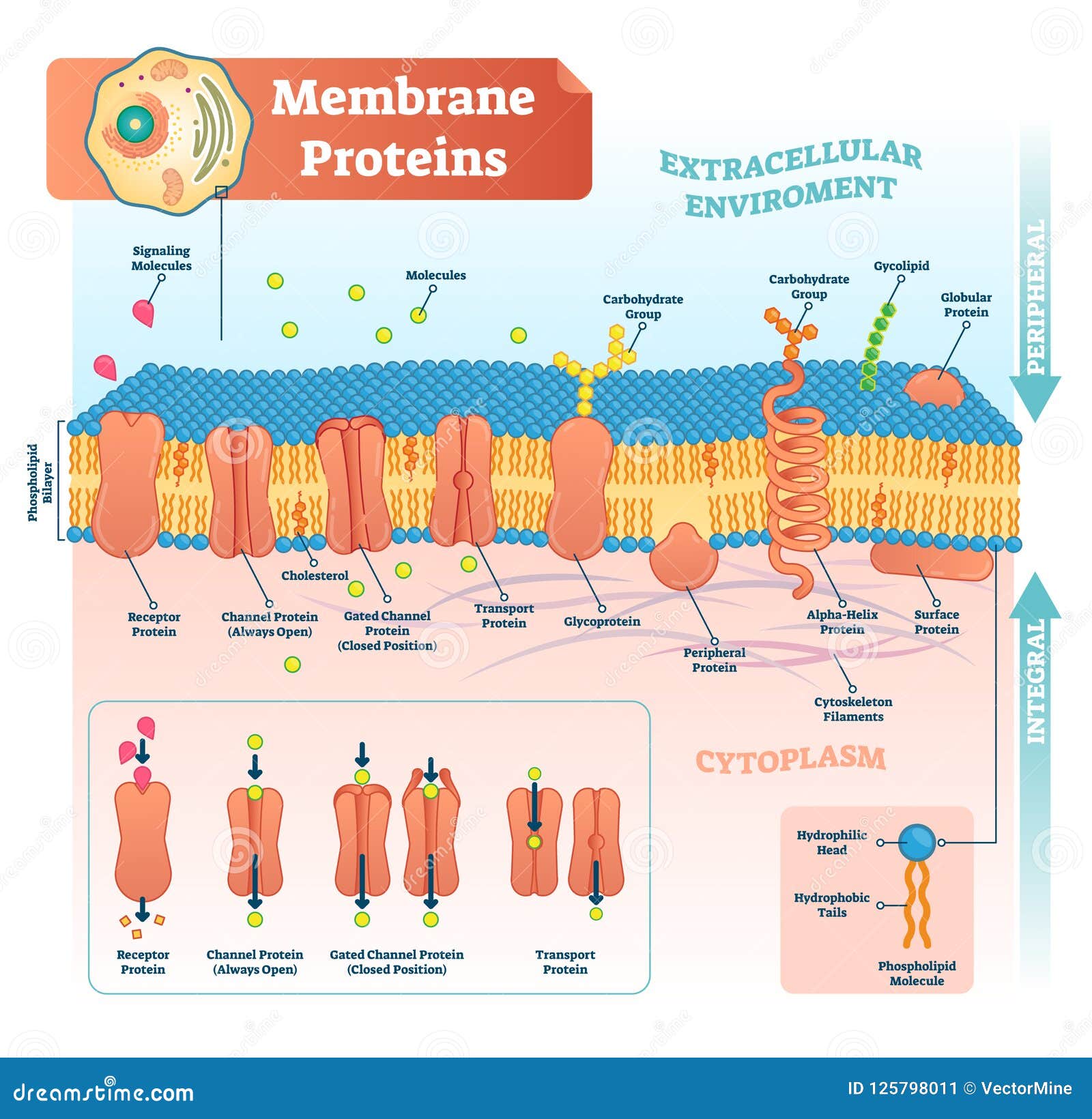 membrane proteins labeled  . detailed structure scheme.