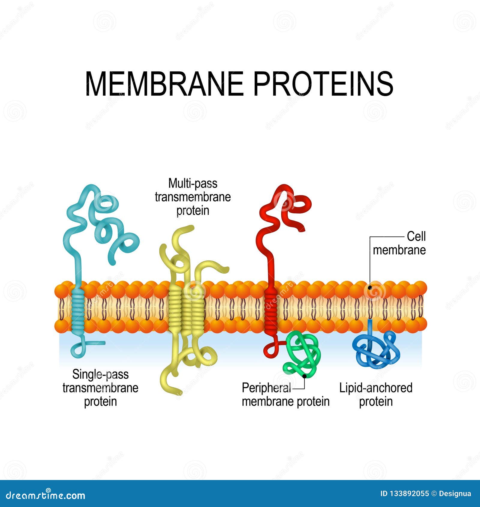membrane proteins.   for biological, science and educational use