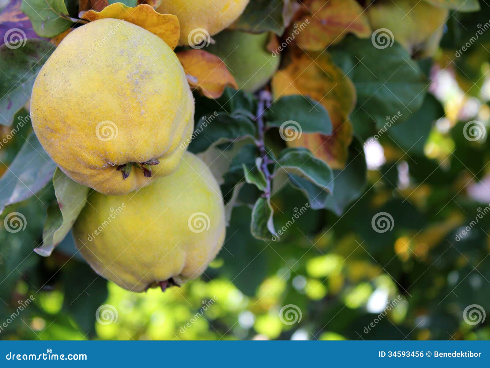 Membrillo maduro foto de archivo. Imagen de exterior 34593456
