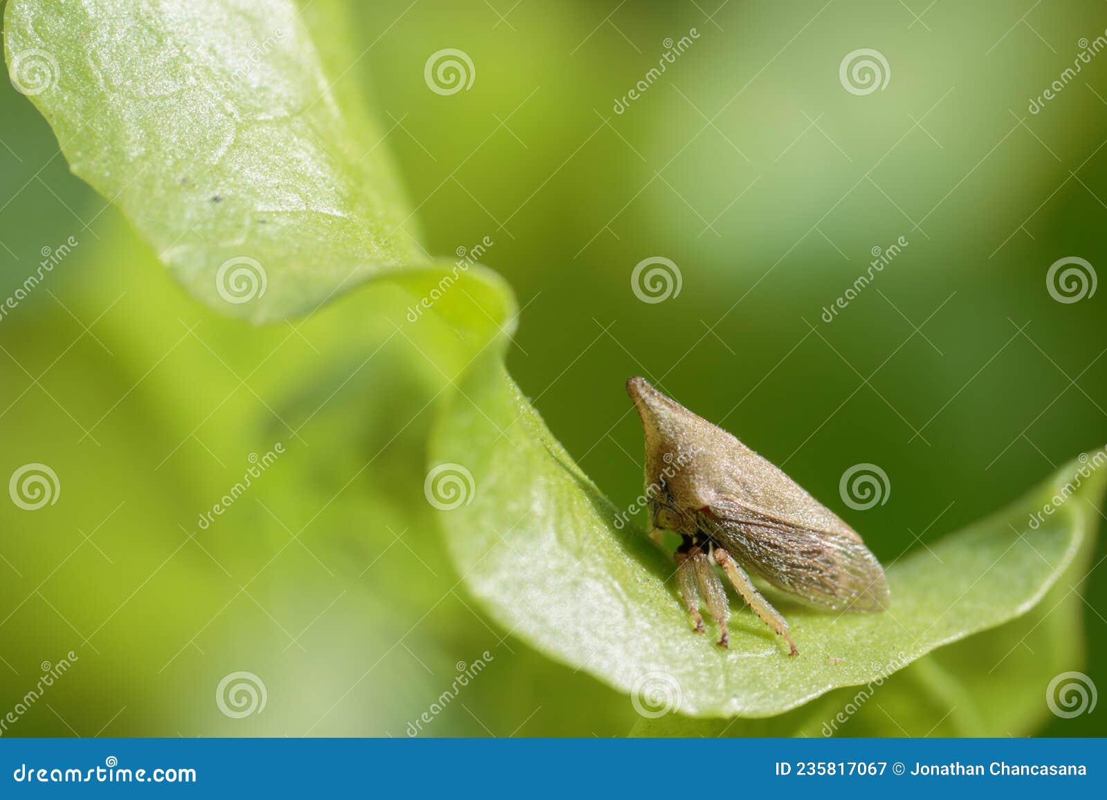 membrÃÂ¡cido membracidae insect