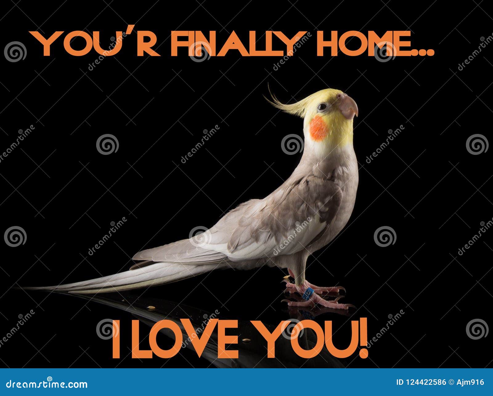 Meme, Parrot Quote, Cockatiel Very Cute Happy Crest Down, Smiling, Happy Face In ...
