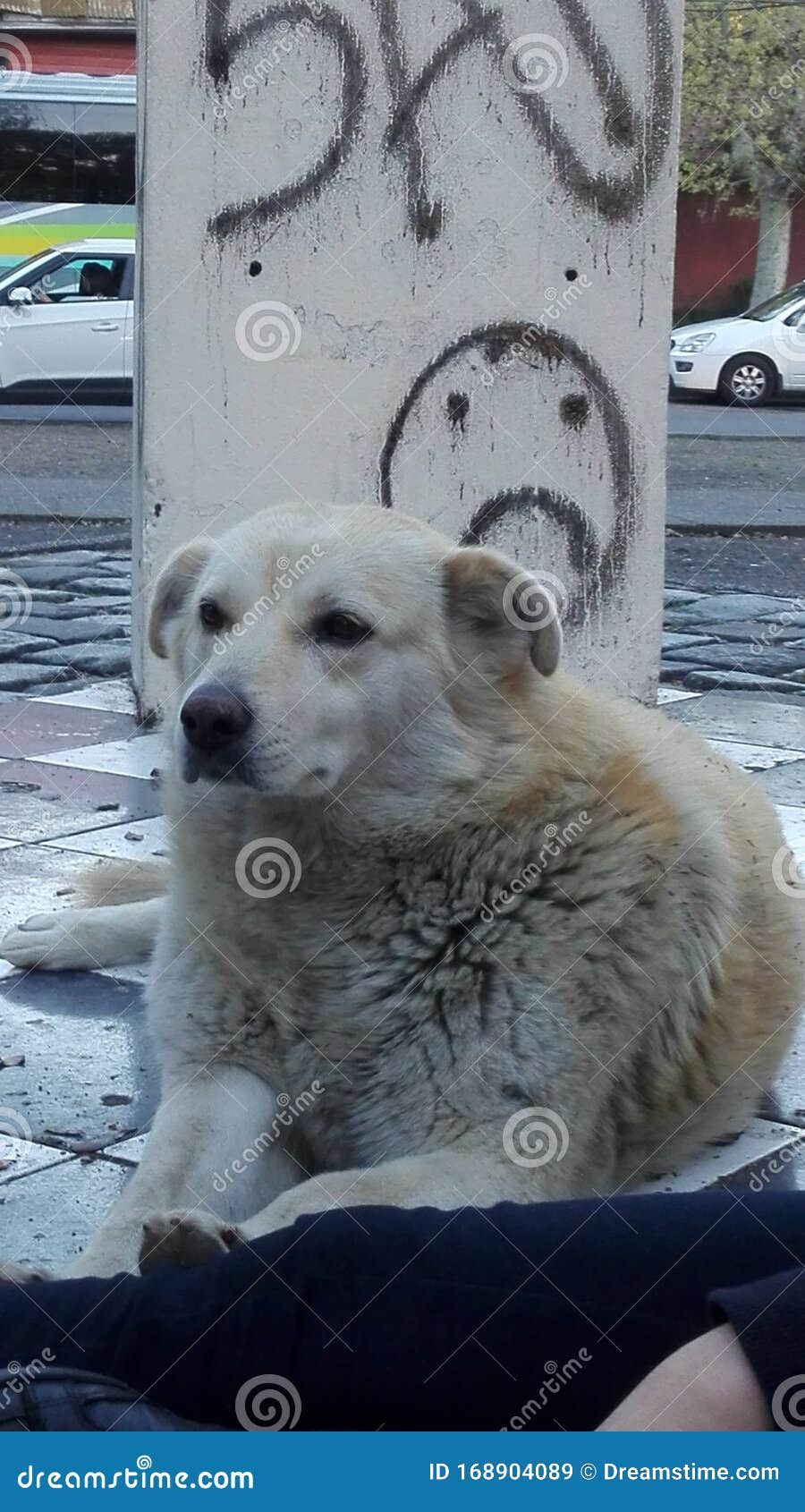 Meme sad dog stock image. Image of meme, cute, imitating - 168904089 Meme sad dog stock image. Image of meme, cute, imitating - 168904089