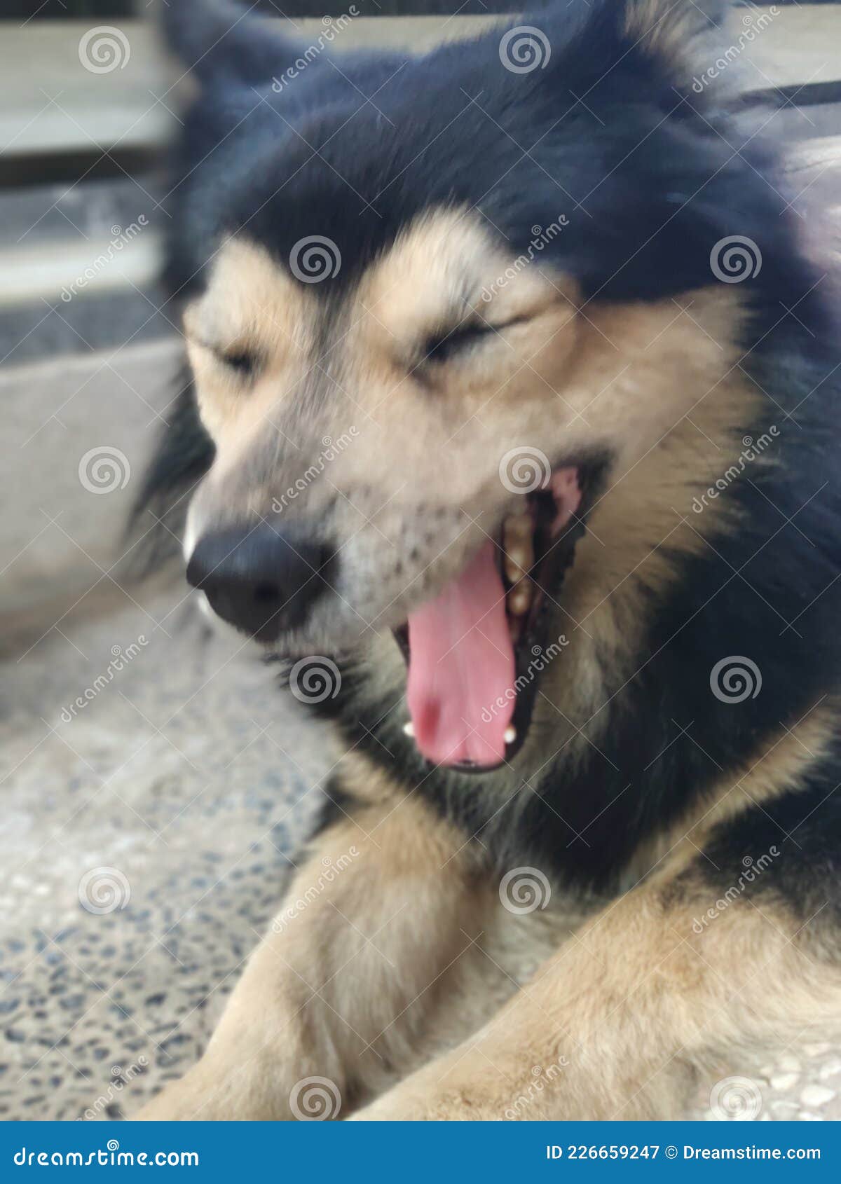 Tired dog ugly face stock image. Image of meme, ugly - 226659247