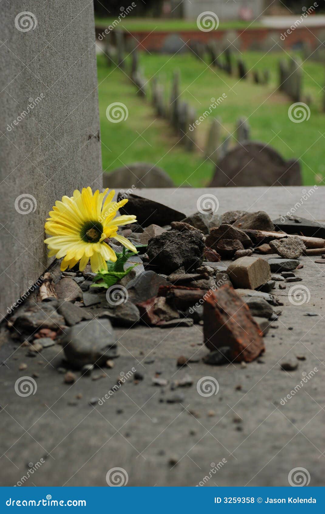 flower in rubble