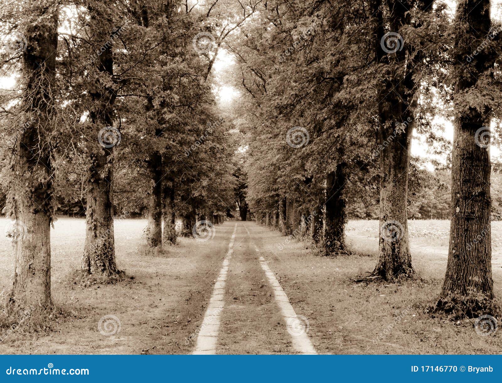 Memory Lane stock photo. Image of memories, farm, discover 17146770