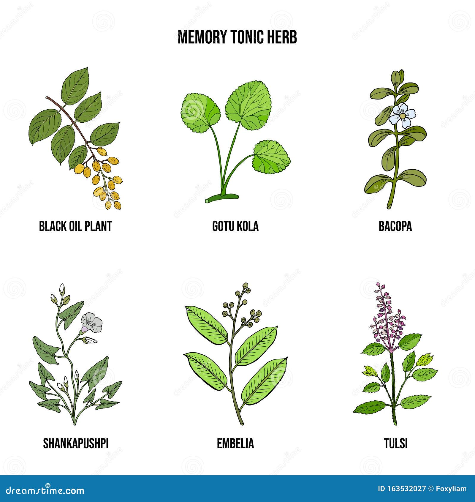 Memory Tonic Herbs Collection Stock Vector Illustration of holy