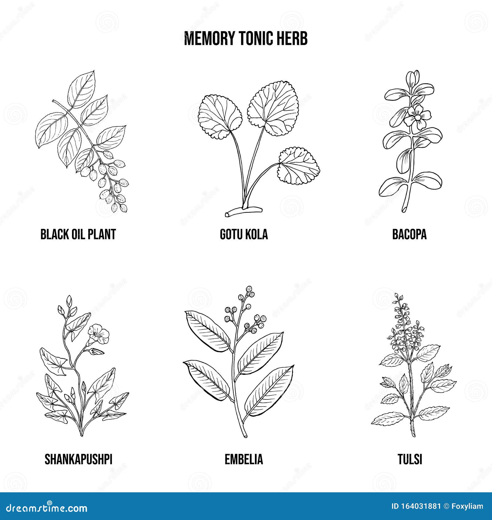 Tulsi (holy basil) traditional herbal medicine... - Stock Illustration  [99529395] - PIXTA