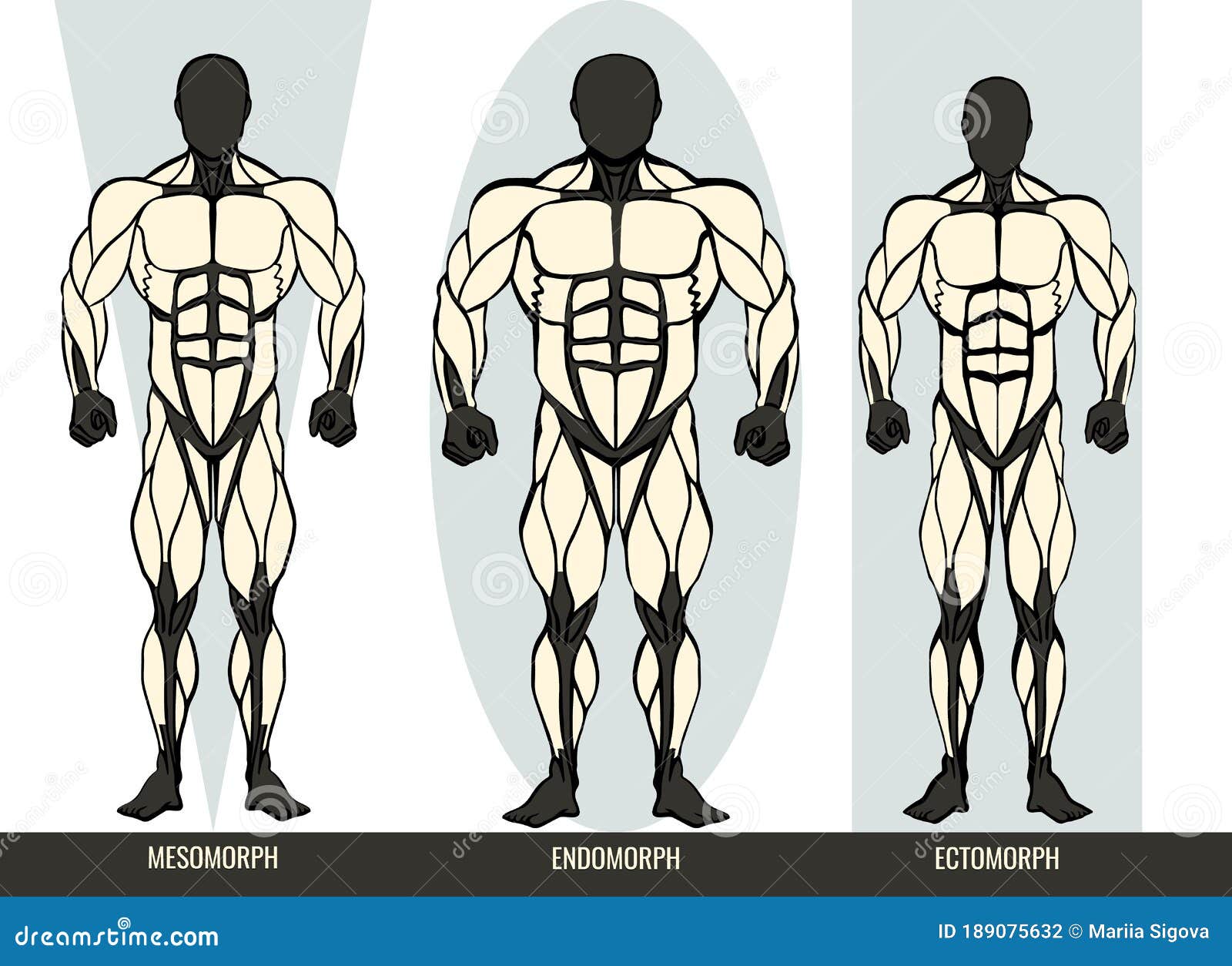 The Male Body Types: Ectomorph, Endomorph, Mesomorph