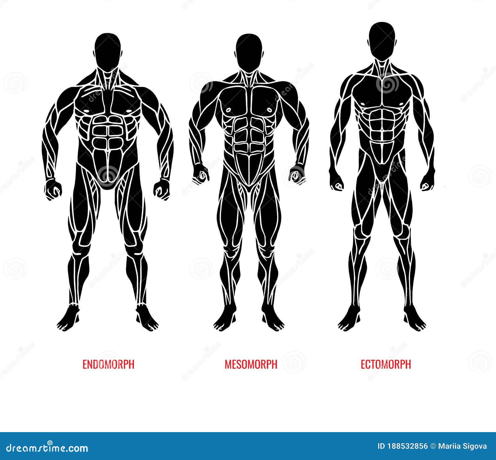 A 3D Illustration Of A Male Body Showcasing Three Different Body Types -  Ectomorph, Mesomorph, And Endomorph, Highlighting The Unique  Characteristics Of Each Body Type. Stock Photo, Picture and Royalty Free  Image.