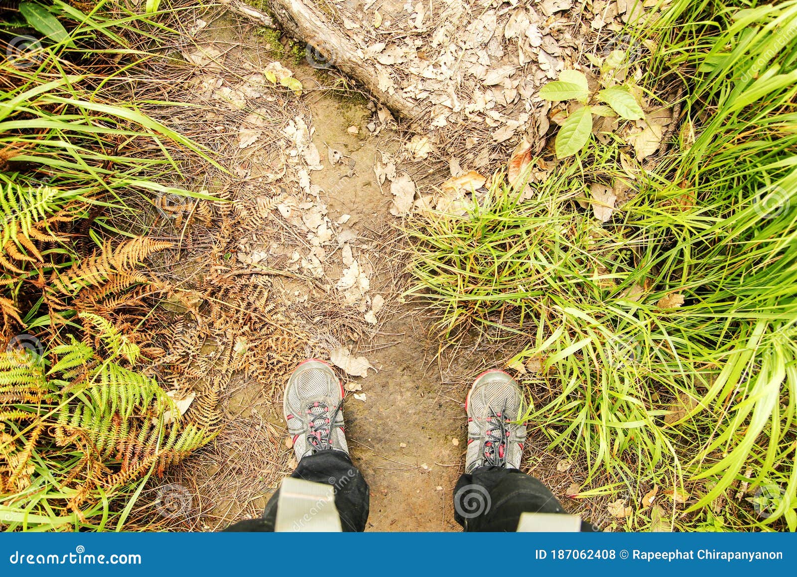 Men Leg Foot Wear Shoes Stand in Deep Rain Forest Wood Jungle and Grass ...