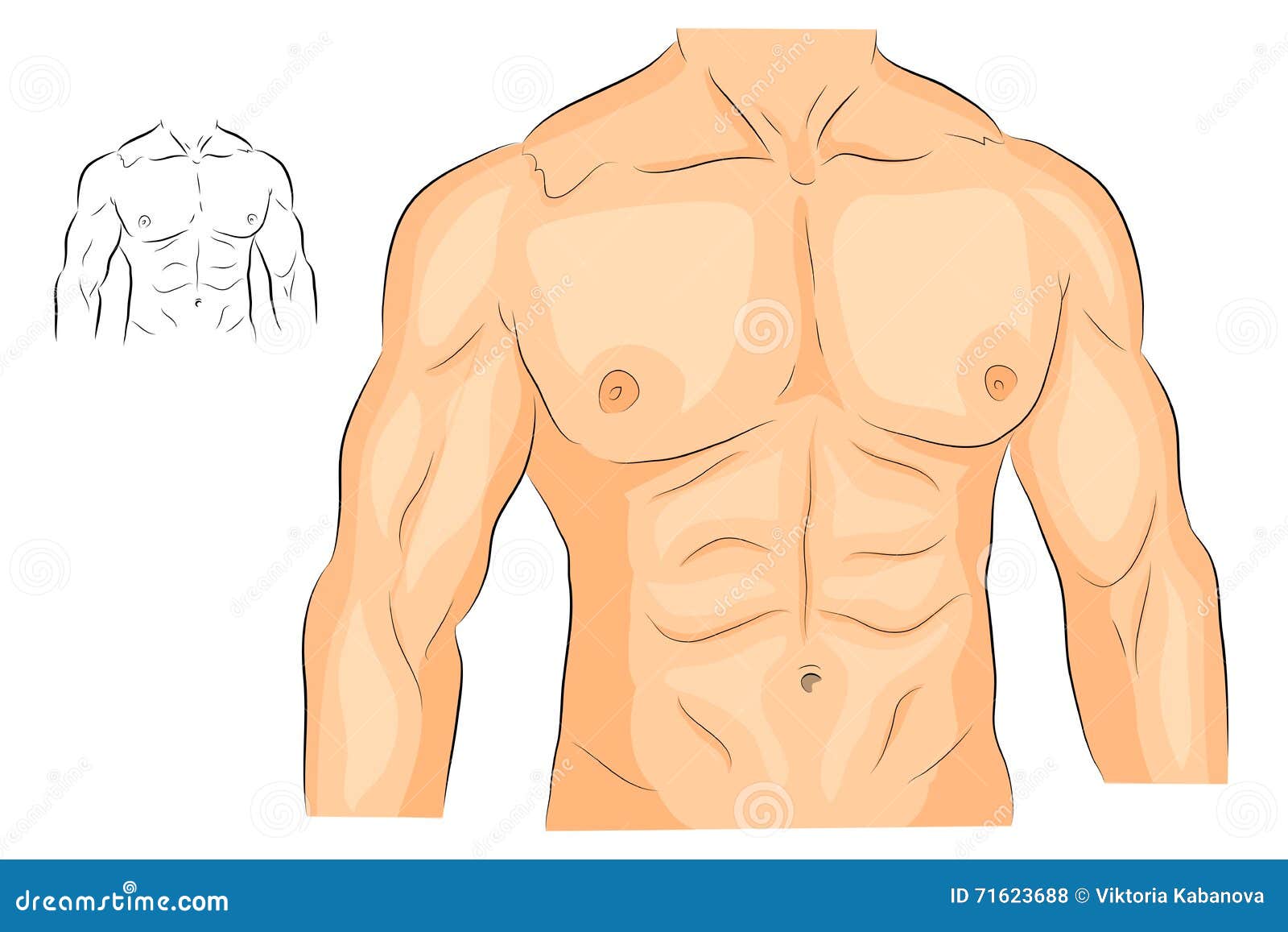 Woman Body Chest Abdomen Stock Illustration 399560077