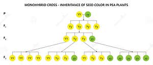 Dominant Inheritance Pattern Cartoon Vector CartoonDealer 320237535
