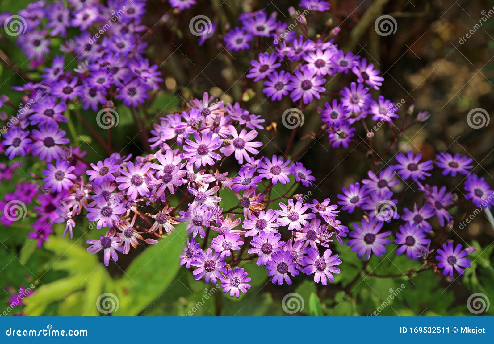 Purple Aster Flowers Stock Image Image Of Botany Spring 169532511