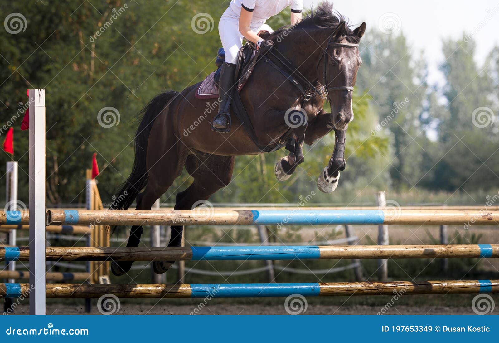 Cavalo De Baía Com Garota De Jóquei Pulando Sobre Um Obstáculo. Um