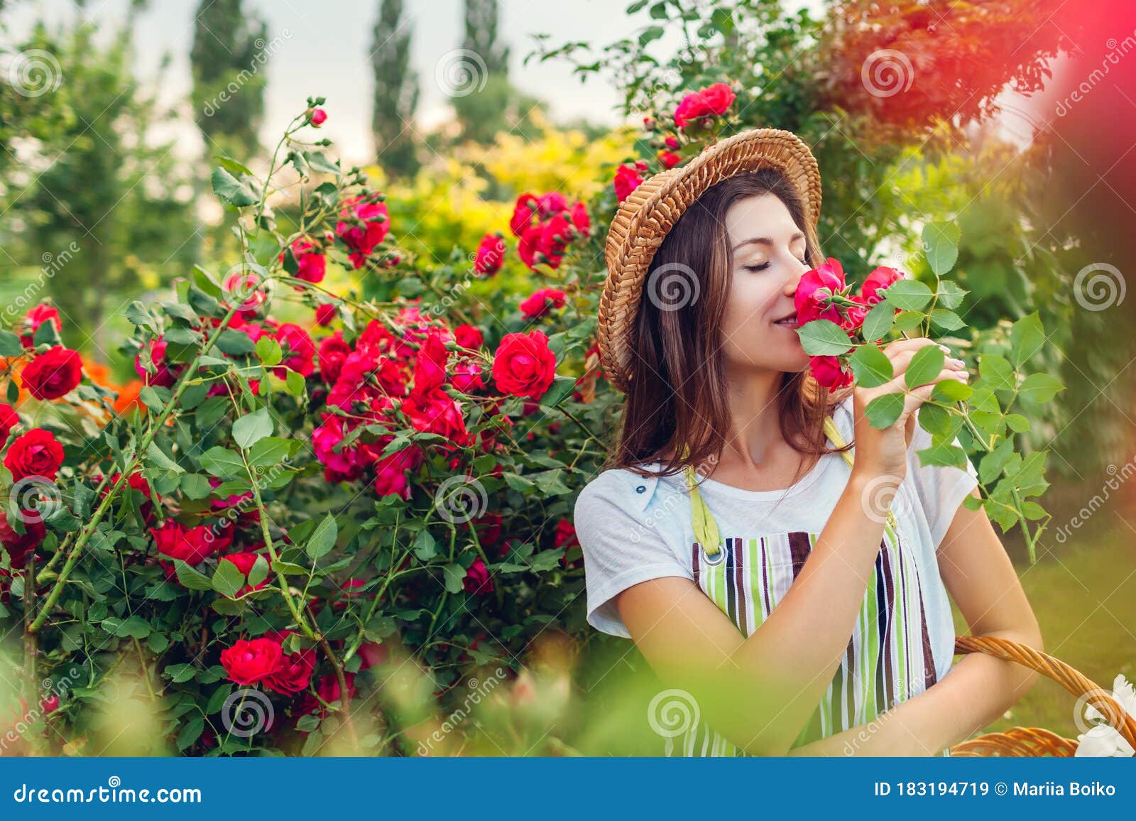 Menina Cheirando E Admirando Rosas. Mulher Colhendo Flores No Jardim Para O  Buquê. Jardinagem De Verão Imagem de Stock - Imagem de perfumado, retrato:  183194719