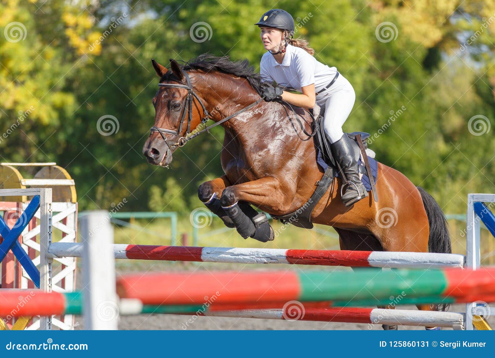 a cavalo saltos sobre a obstáculo. a cavalo cavalgando. pulando