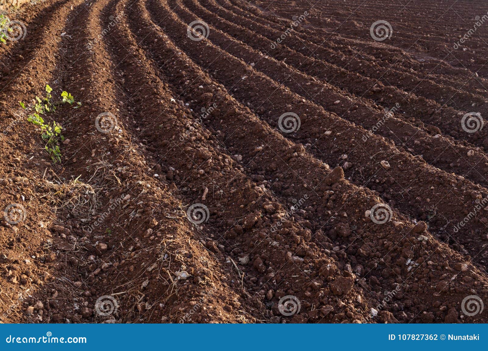 Mening van het geploegde land Voren van de ploeg Landbouw die voor aardappel het planten voorbereidingen treffen