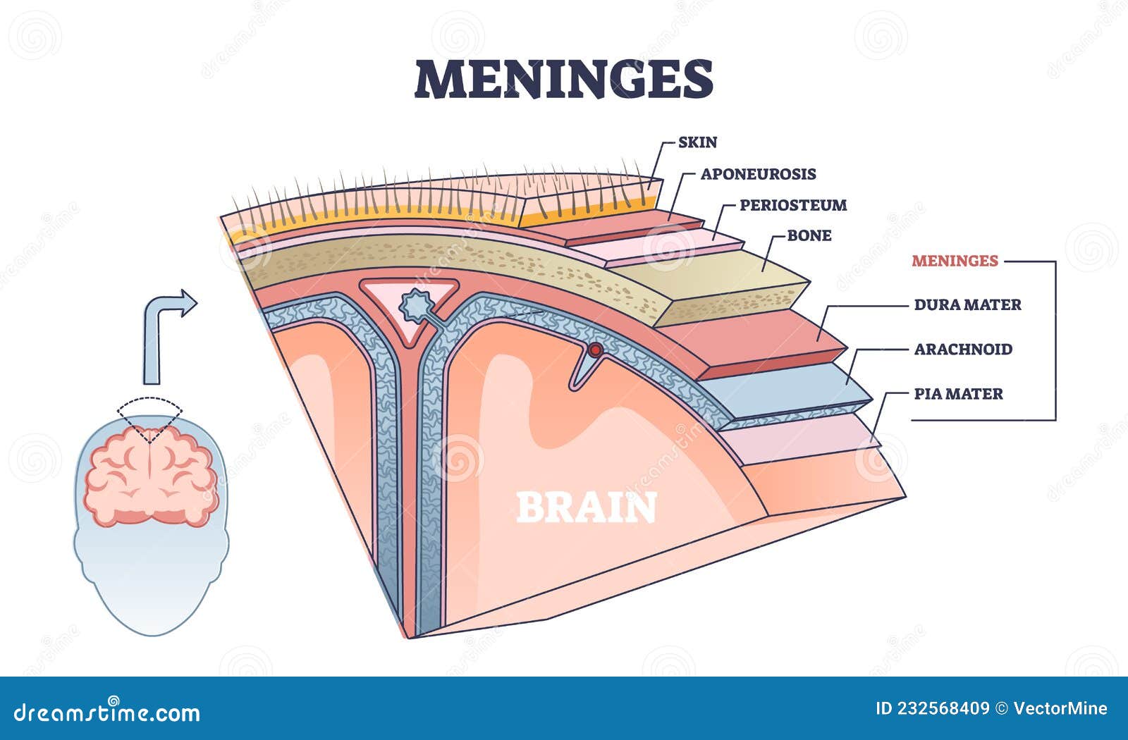 Meninges as central brain part structure or under skin layers outline