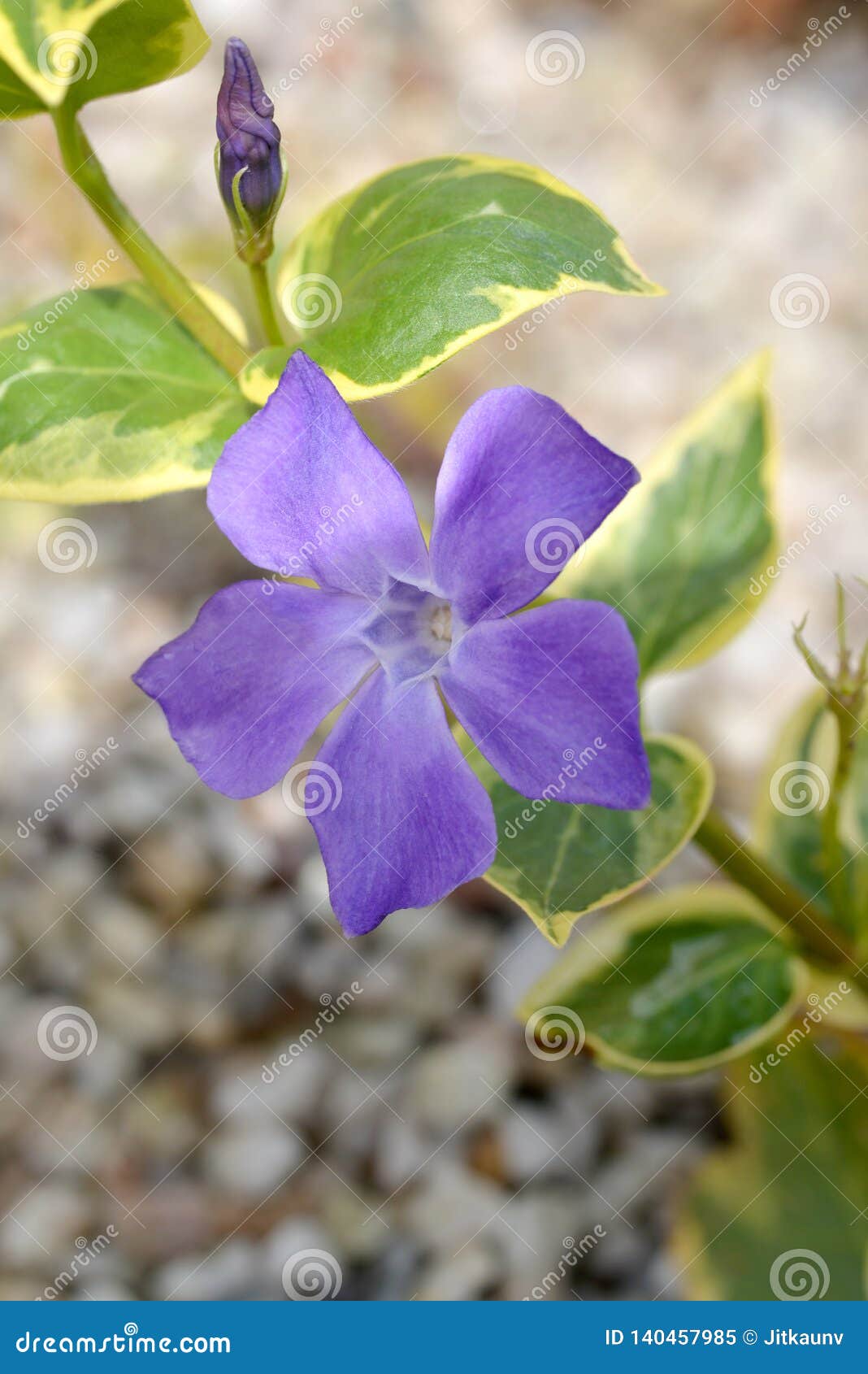 Menor De Venca Flores Del De La Primavera Imagen de archivo - Imagen de violeta, 140457985
