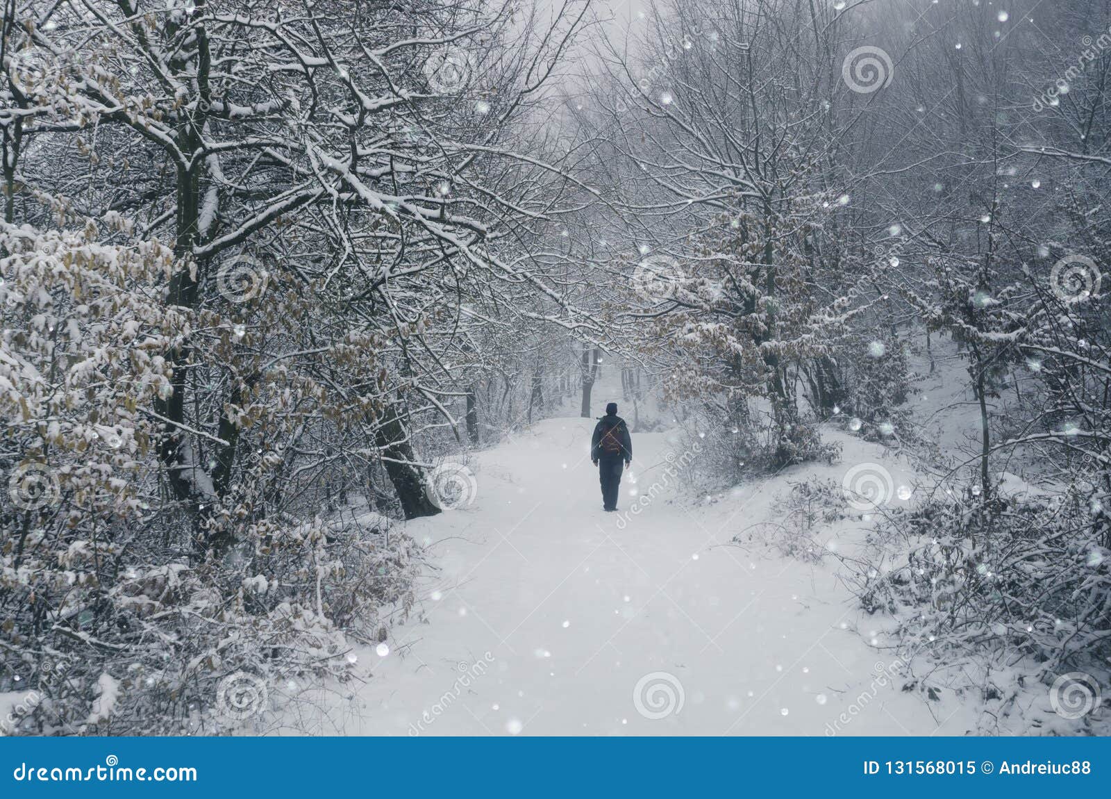 Mens die in de sneeuw loopt. Man walking in the snow with snow flakes falling in enchanted winter forest. Christmas forest walk