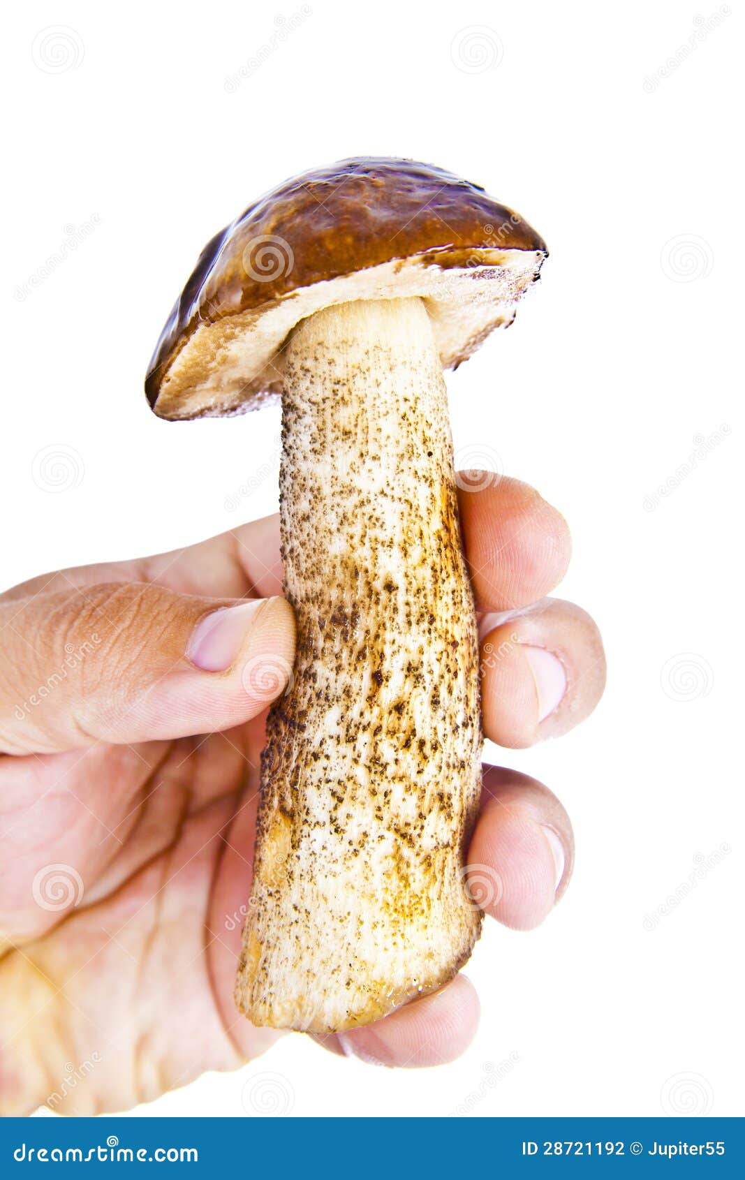 mens fingers holds a big ceps mushroom  on white