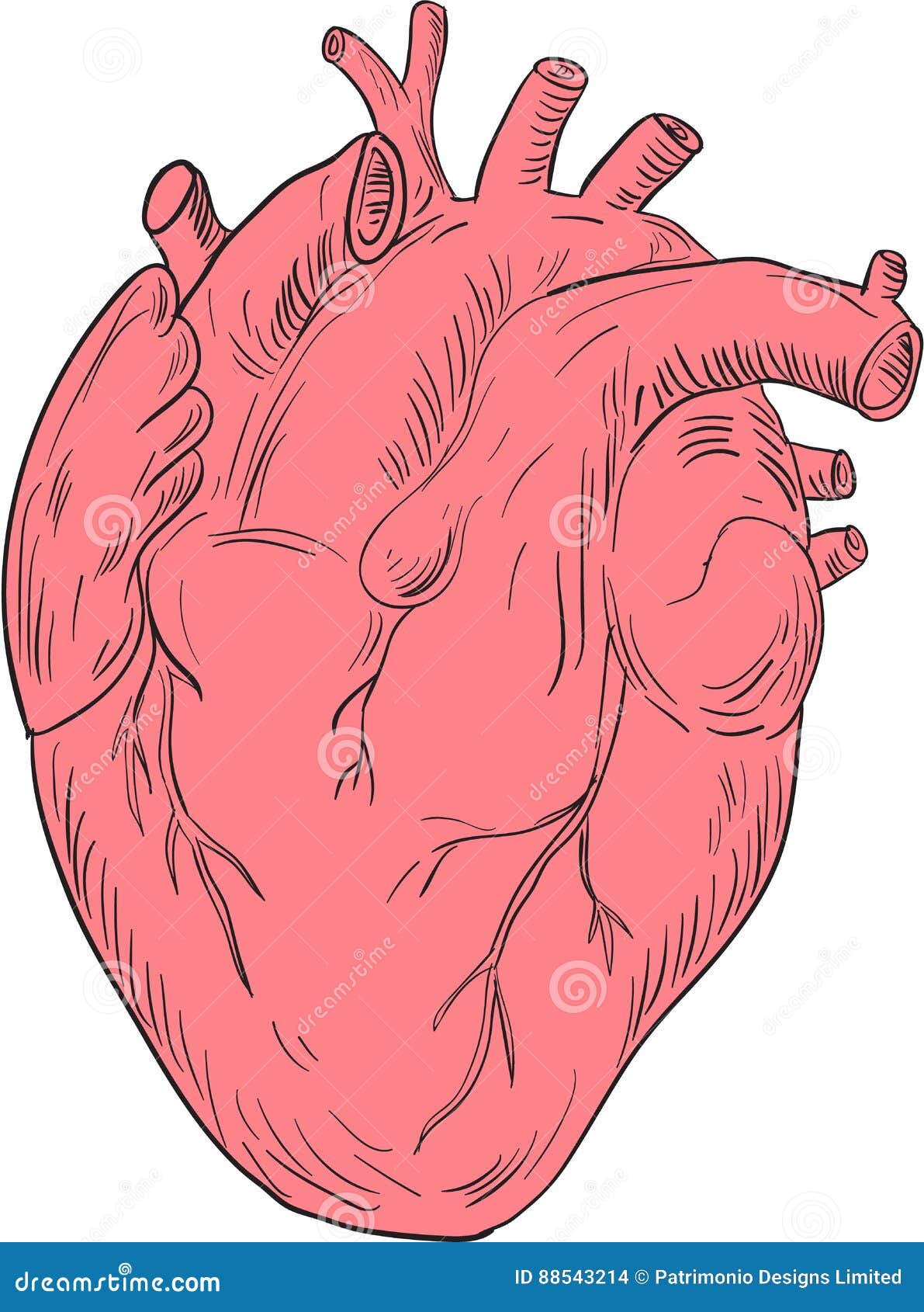 Menschliche Herz Anatomie Zeichnung Vektor Abbildung Illustration Von Gestaltungsarbeit Graphik