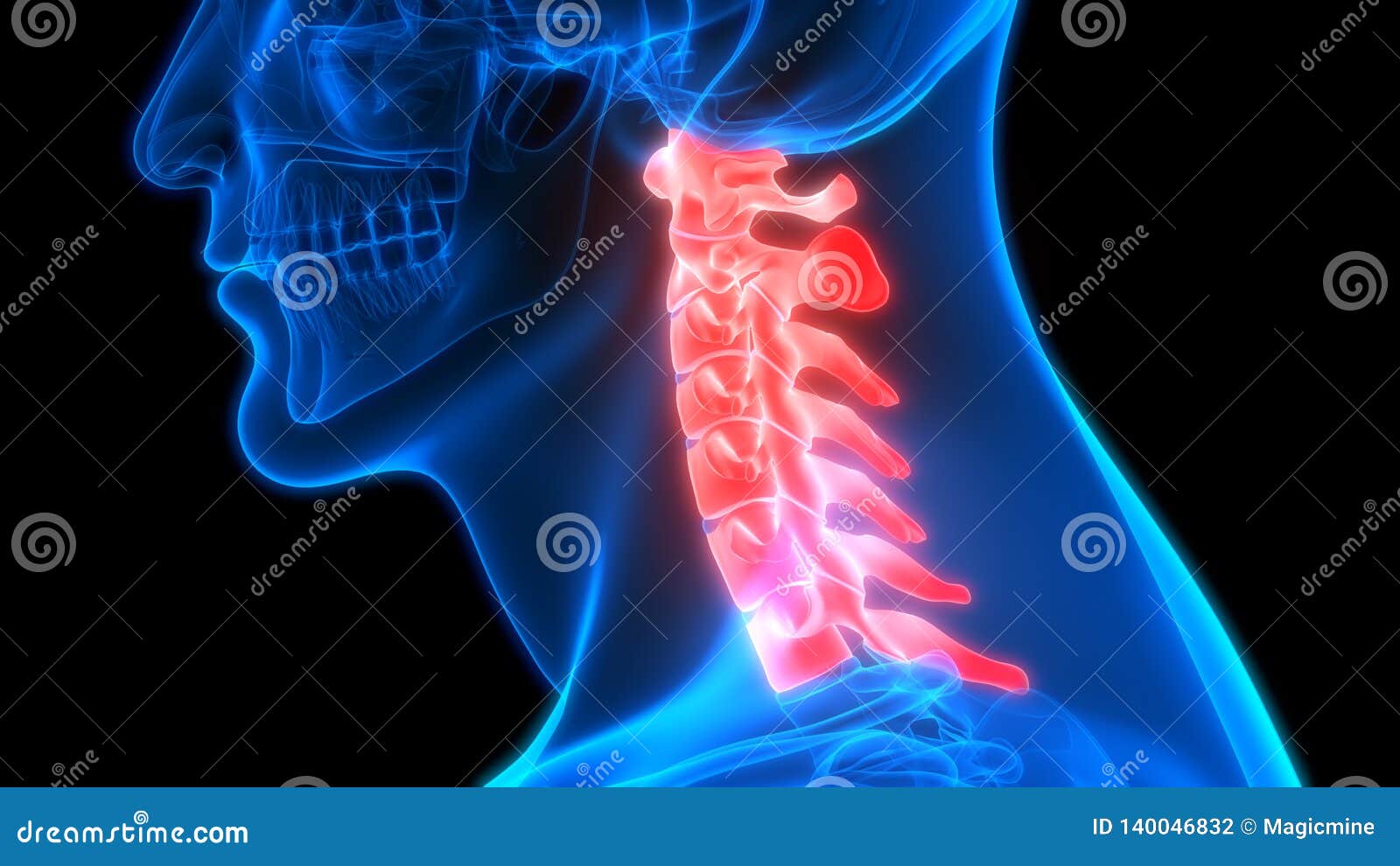 Menschliche Skelett-System-Wirbels?ule-zervikale Wirbel-Anatomie Stock ...