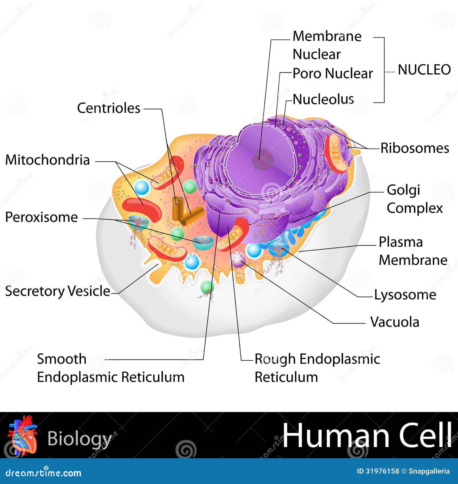 Menschliche Zelle Vektor Abbildung Illustration Von Mikrobiologie