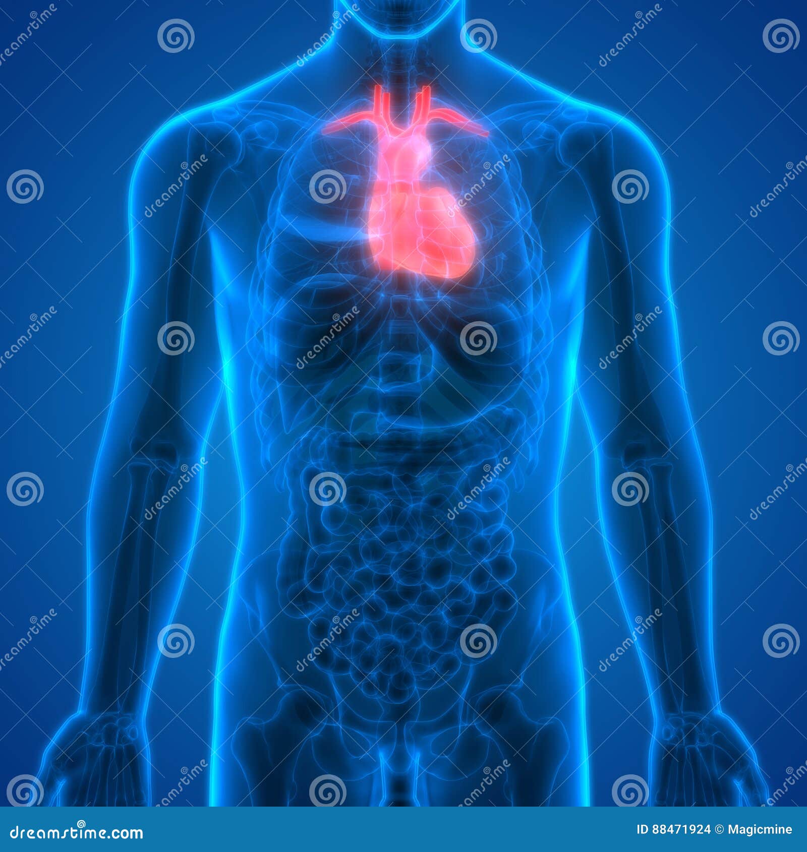 Menschlicher Korper Organ Herz Anatomie Stock Abbildung Illustration Von Graphik Menschlich