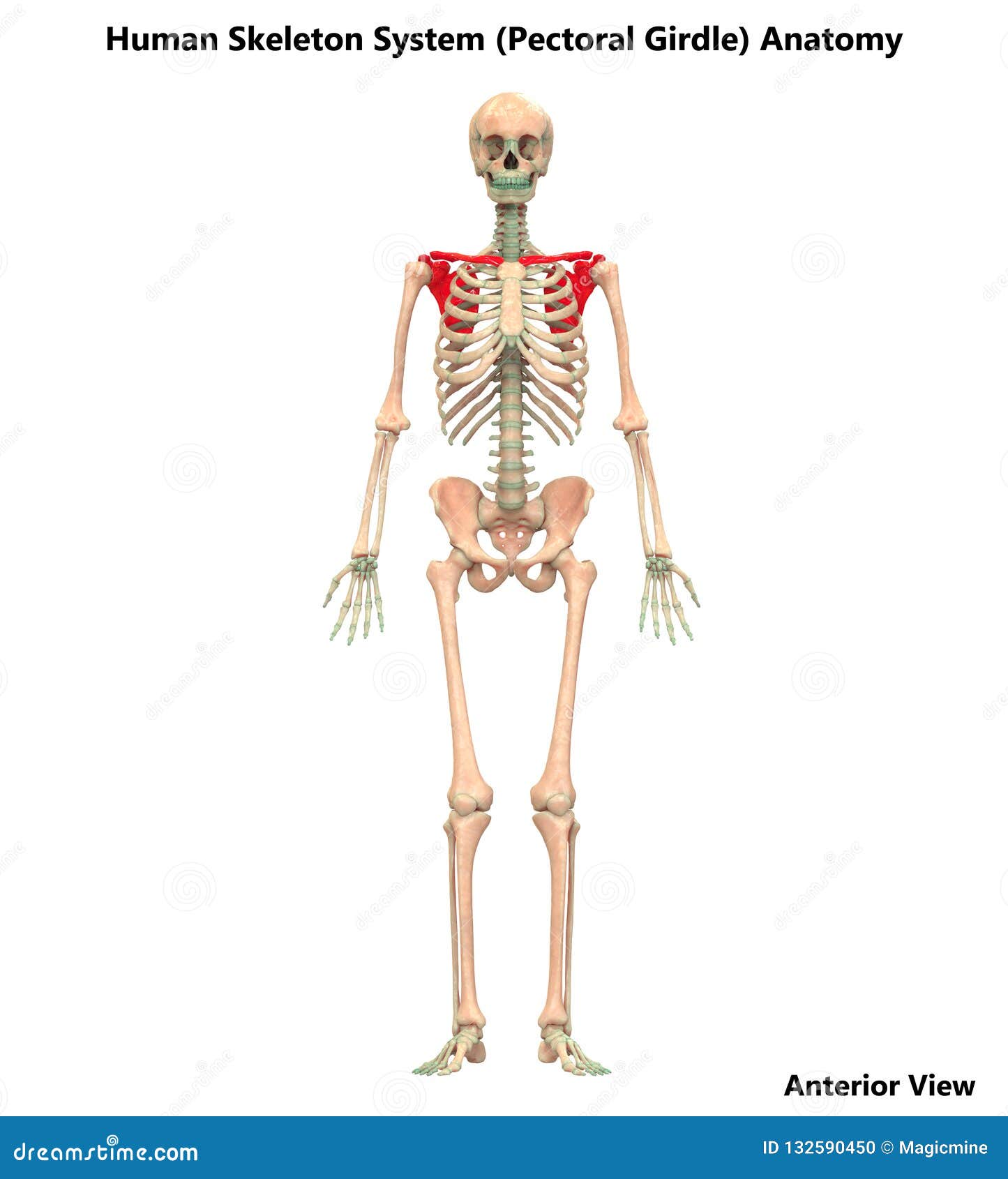 Menschlicher Korper Skelett System Brustgurtel Knochen Verbindet Anatomie Stock Abbildung Illustration Von Menschlicher Brustgurtel