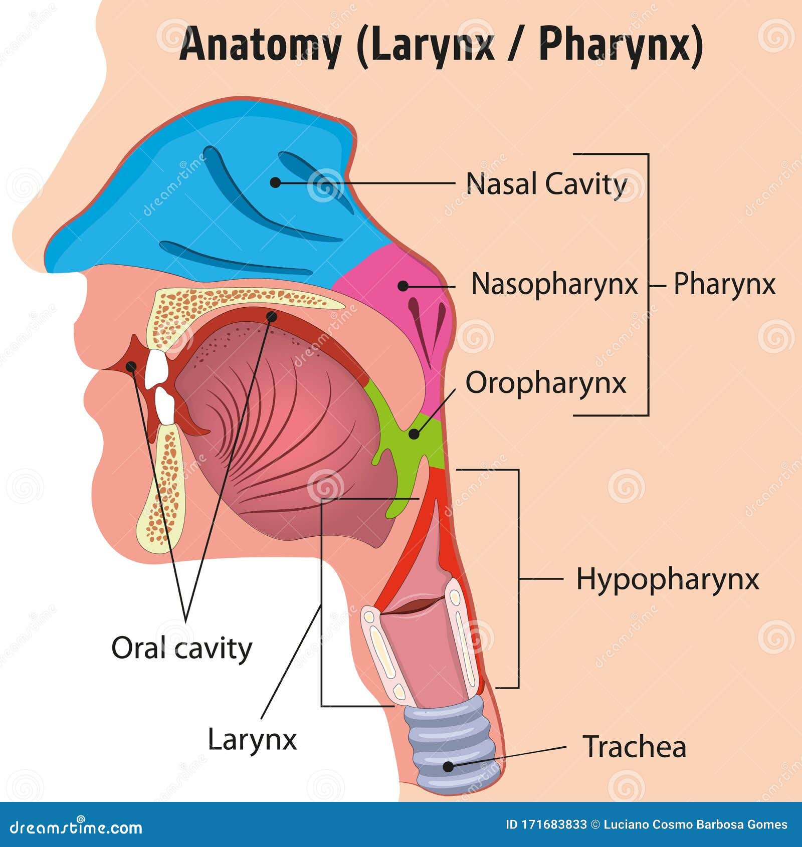 Vergrößerung 2x menschliche 5 Teile Pharynx und Larynx Modell medizinische 