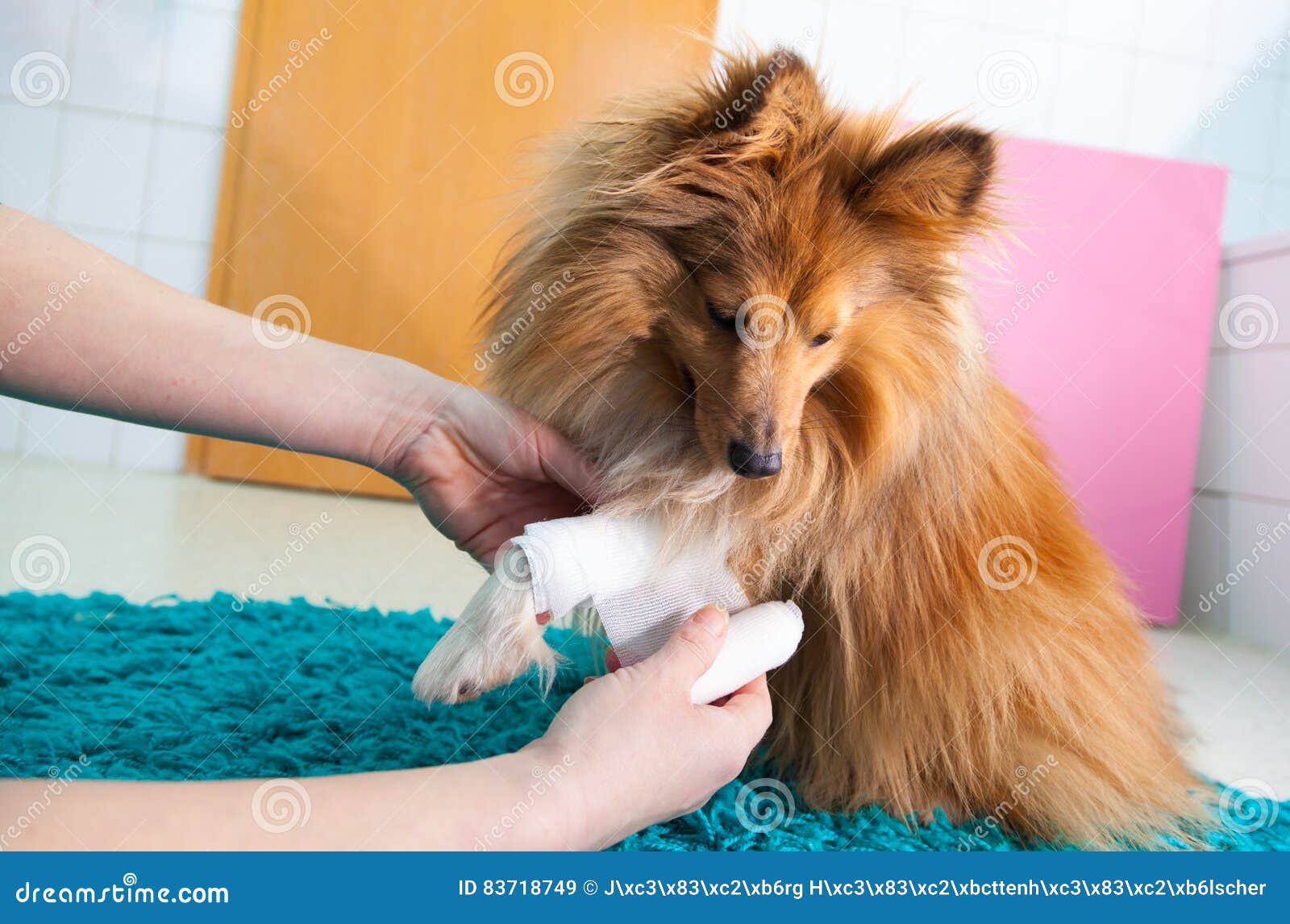 Menschlicher Verband ein die Shetlandinseln-Schäferhund im Badezimmer