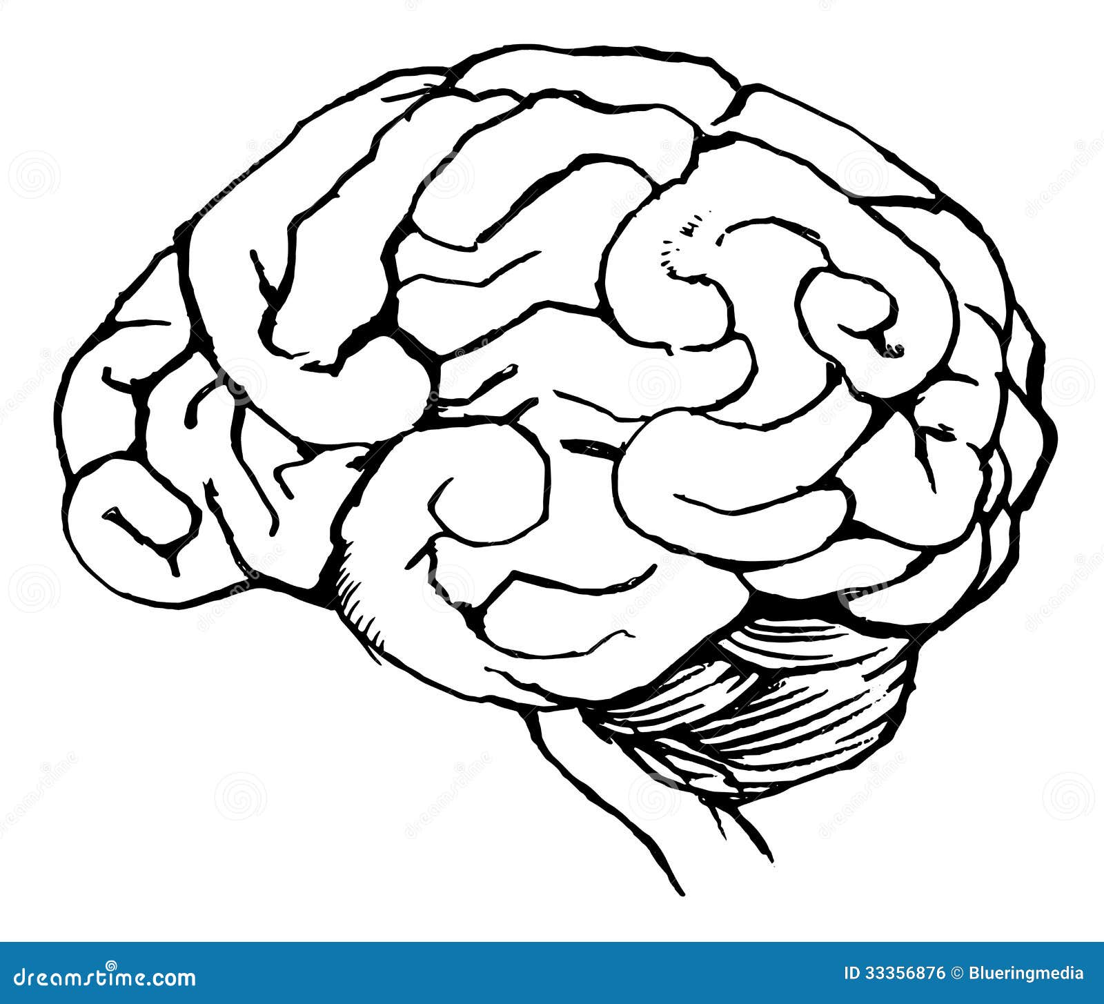 Printable Human Anatomy Coloring brain