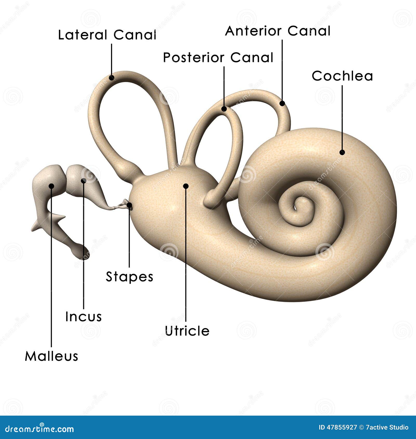 Menschliches Ohr intern stock abbildung. Illustration von stich 47855927
