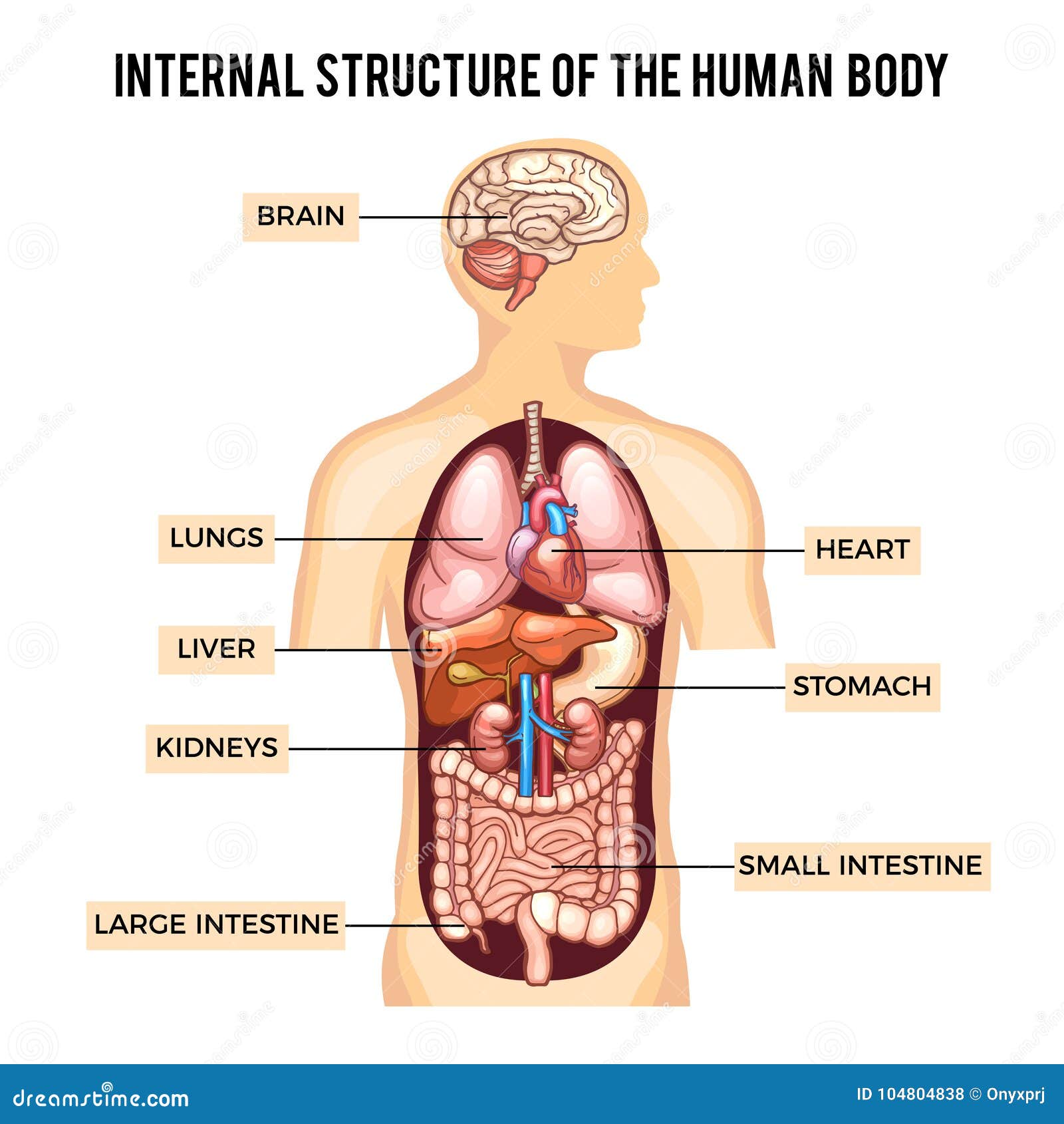 Verwonderlijk Menselijk Lichaam En Organensystemen Infographic Vector Vector TX-08