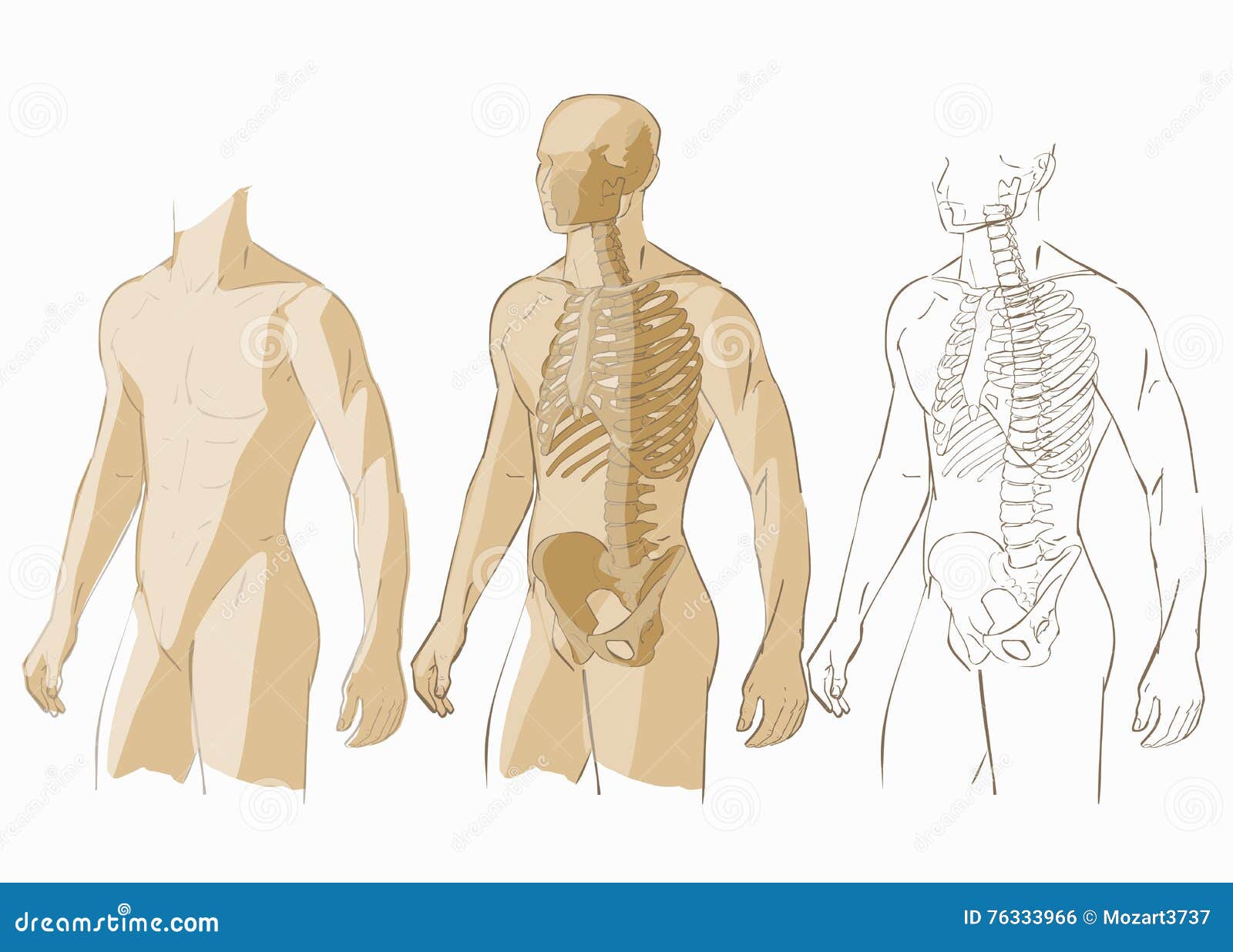 Beste Menselijk Lichaam En Skelet Vector Illustratie - Illustratie XU-57