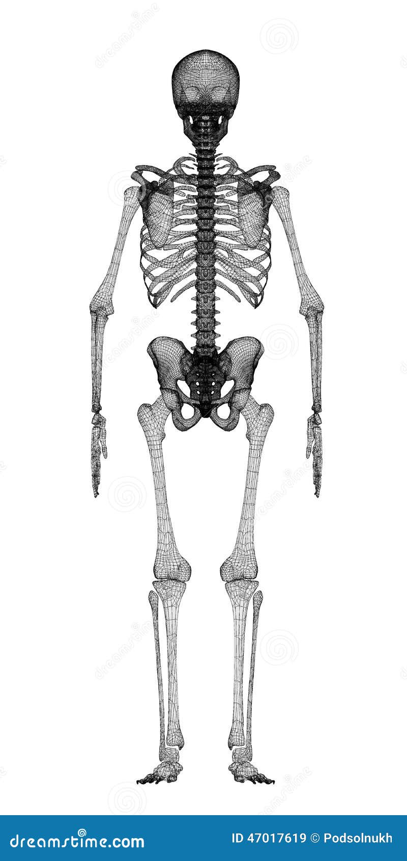 Fonkelnieuw Menselijk lichaam, skelet stock illustratie. Illustratie bestaande FU-32