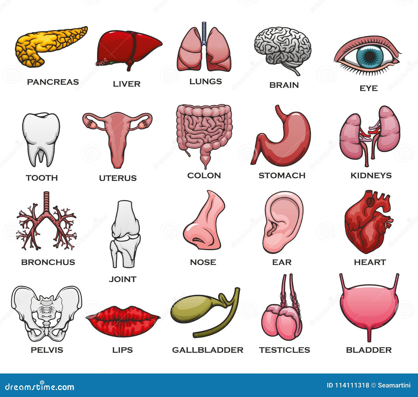 Human Body Parts Tamil Name / Fruit: Human Body Parts And Their