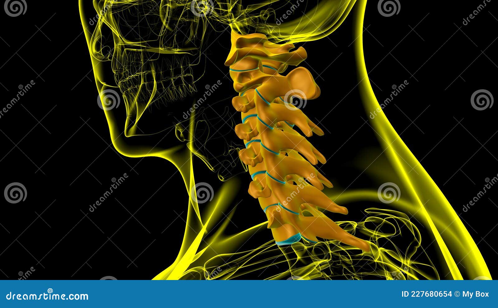 Menselijk Skeletvertebrale Kolom Cervicale Vertebrae Anatomie 3d Stock ...