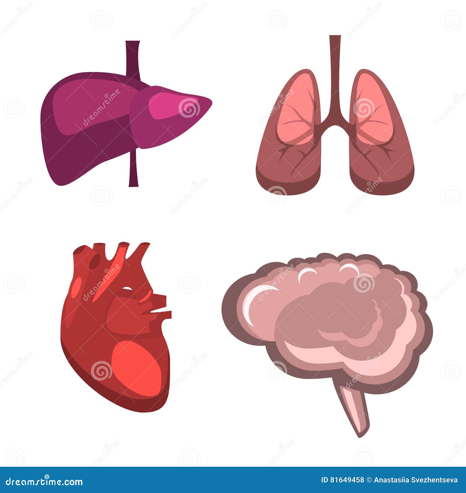 Головной мозг печень кровь. Внутренние органы человека: сердце, легкие, печень. Орган вектор. Органы человека вектор.