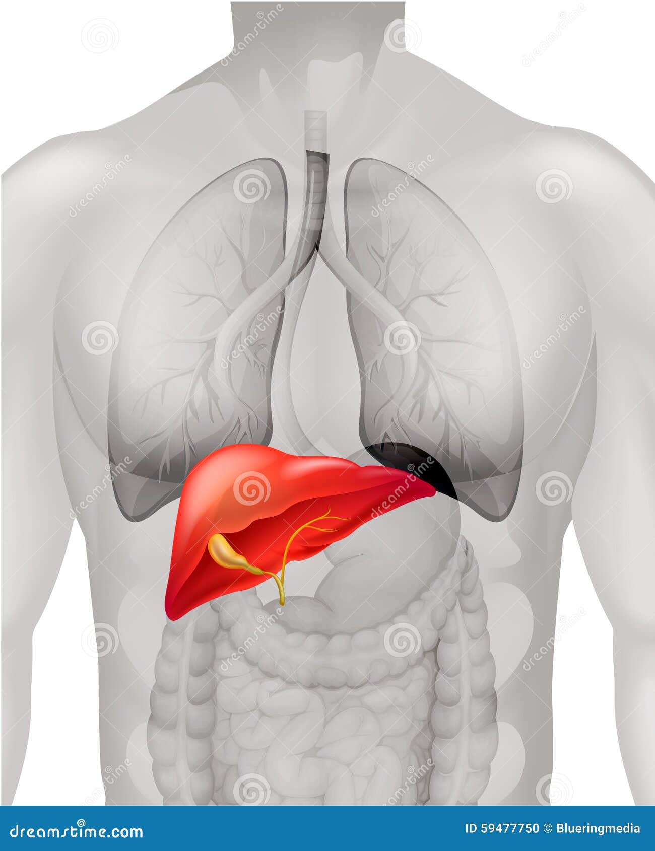 Menselijke Lever in Lichaam Vector Illustratie Illustration of ziekte, beeld 59477750