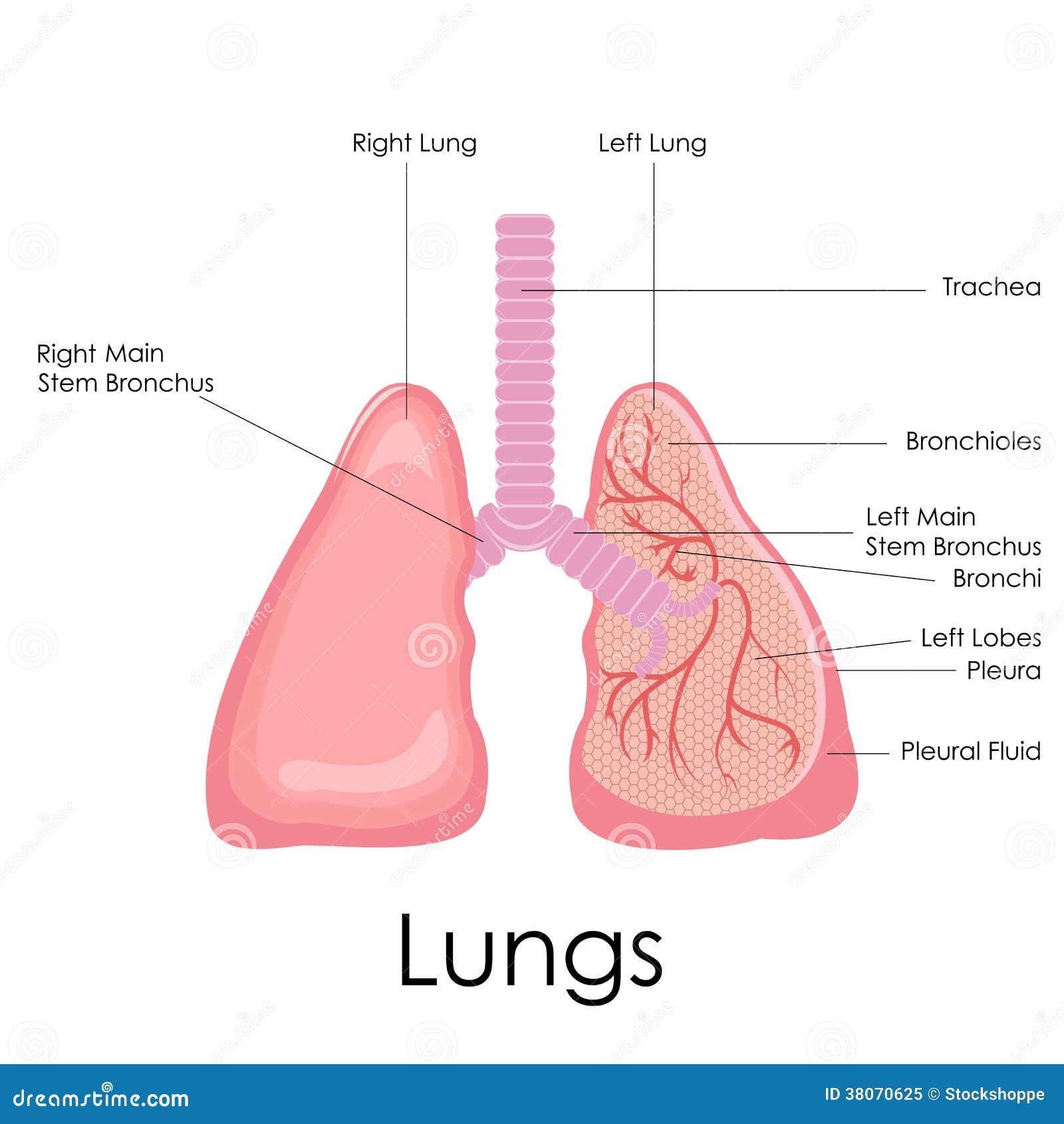 Vectorillustratie van diagram van menselijke longenanatomie