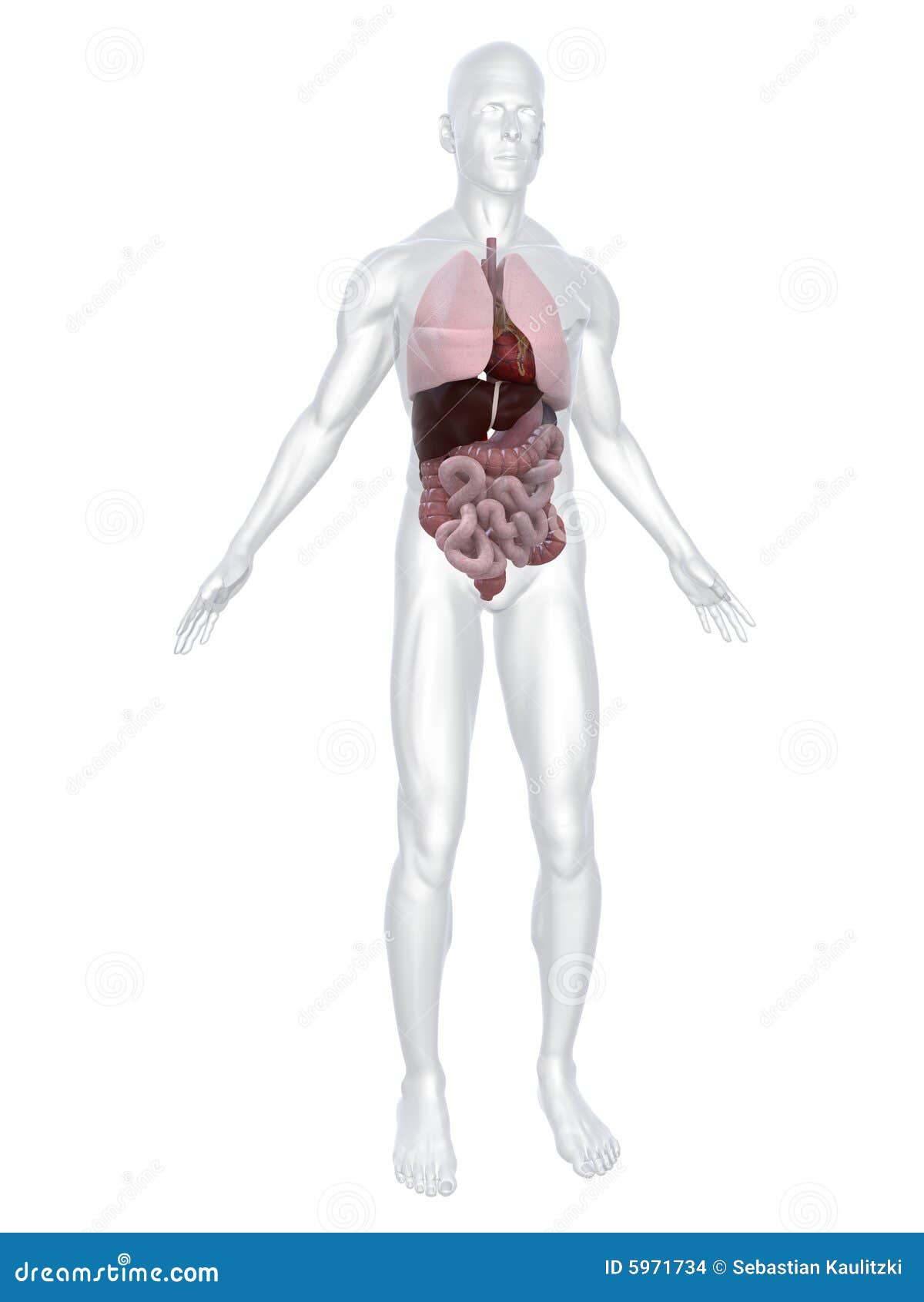 Menselijke organen. 3d teruggegeven anatomieillustratie van een menselijk lichaamsvorm met organen