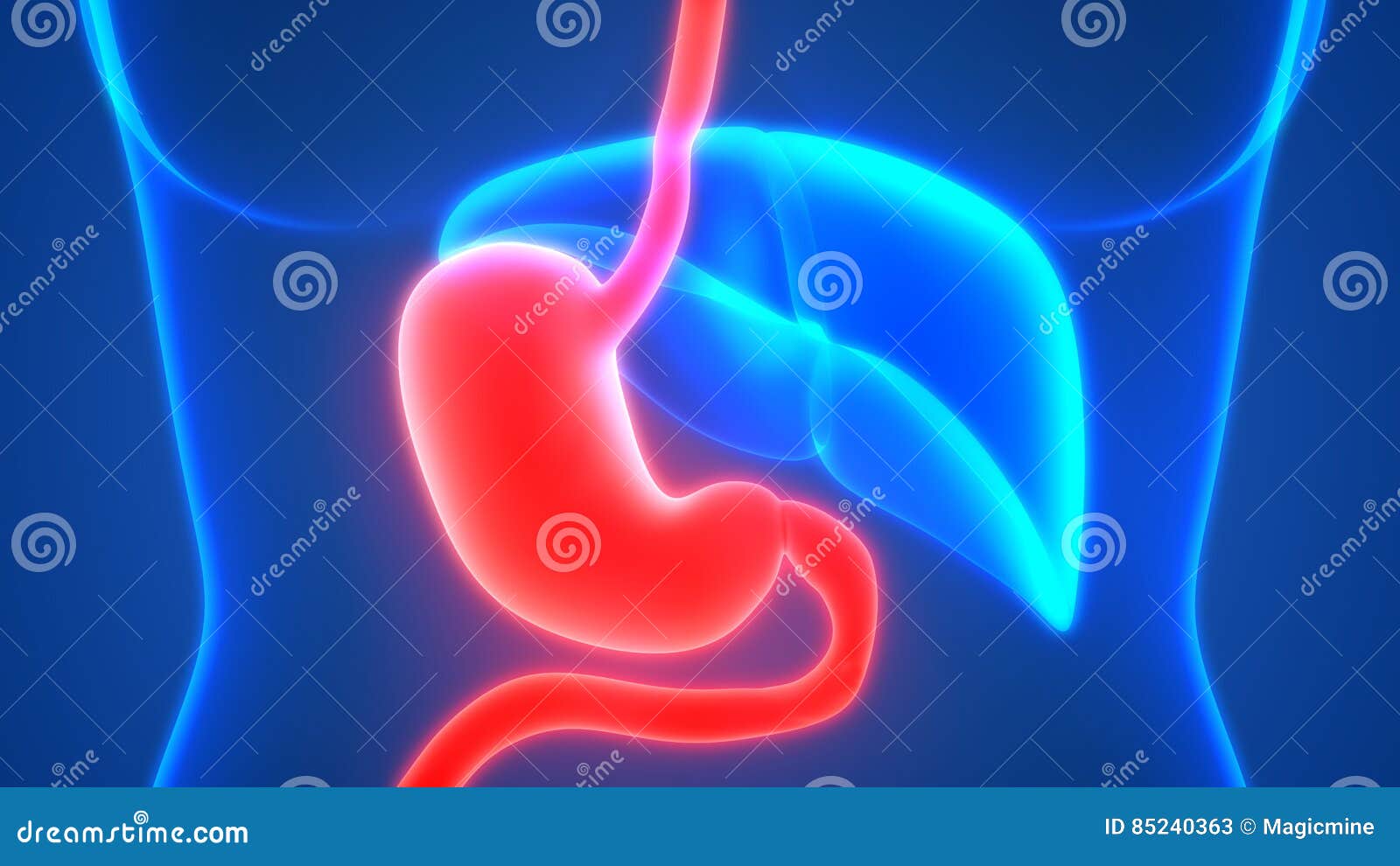 Menselijke Spijsverterings De Anatomie Latere Mening Van De Systeemmaag ...