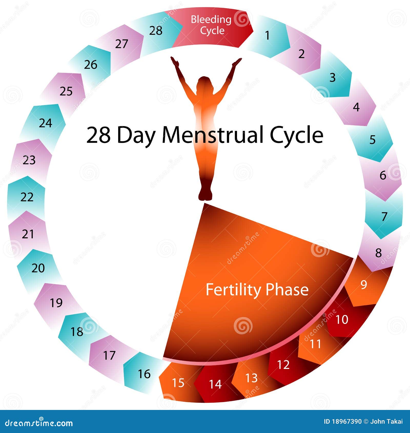 https://thumbs.dreamstime.com/z/menstrual-cycle-fertility-chart-18967390.jpg