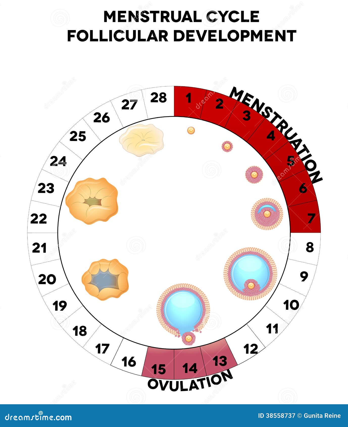 Menstrual Cycle Cartoon Vector CartoonDealer 34679633 menstrual-cycle-cartoon-vector-cartoondealer-34679633