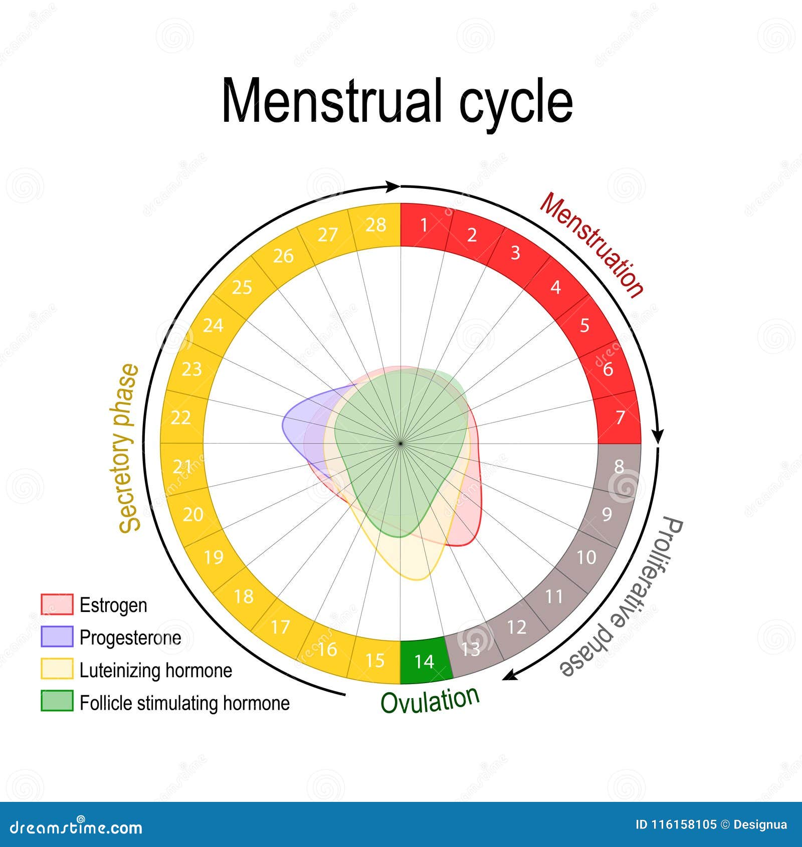 Follicular Phase Stock Illustrations – 43 Follicular Phase Stock